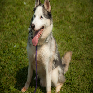 Free Spirit Siberian Rescue